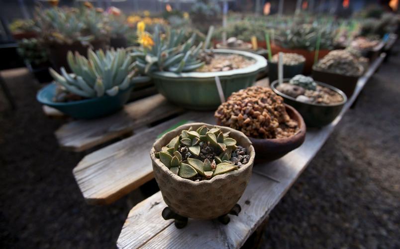 Plants for the Southwest