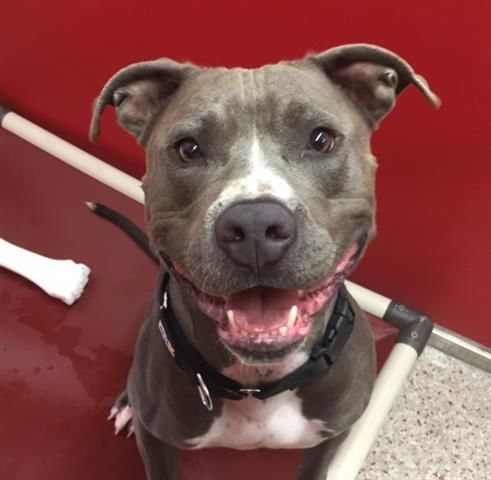 Adopt a friend: Ramsey