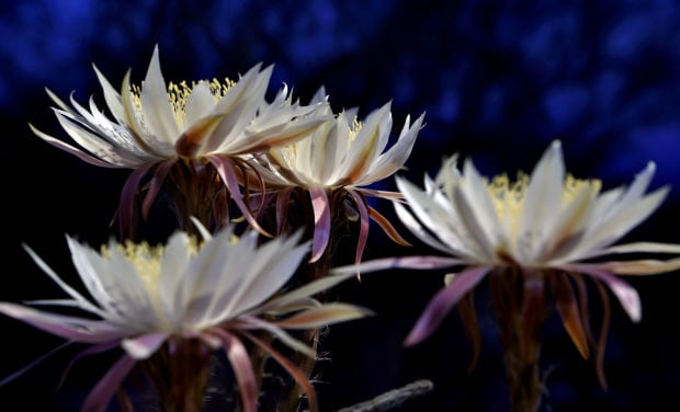 5 things to know about the mysterious queen of cacti, the night-blooming  cereus, Tucson Summer Guide