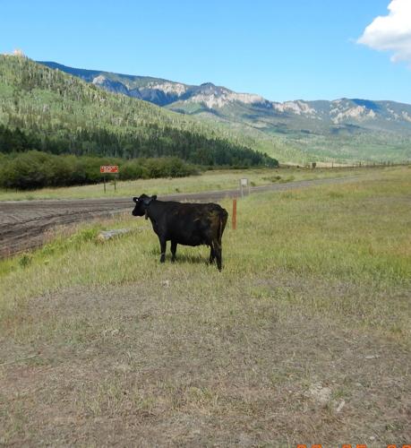 Opinion: GPS-collared cattle help firefighters contain Colorado wildfire