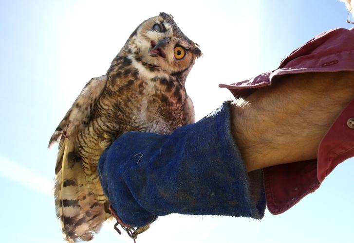 Wildlife sanctuary rebuilds