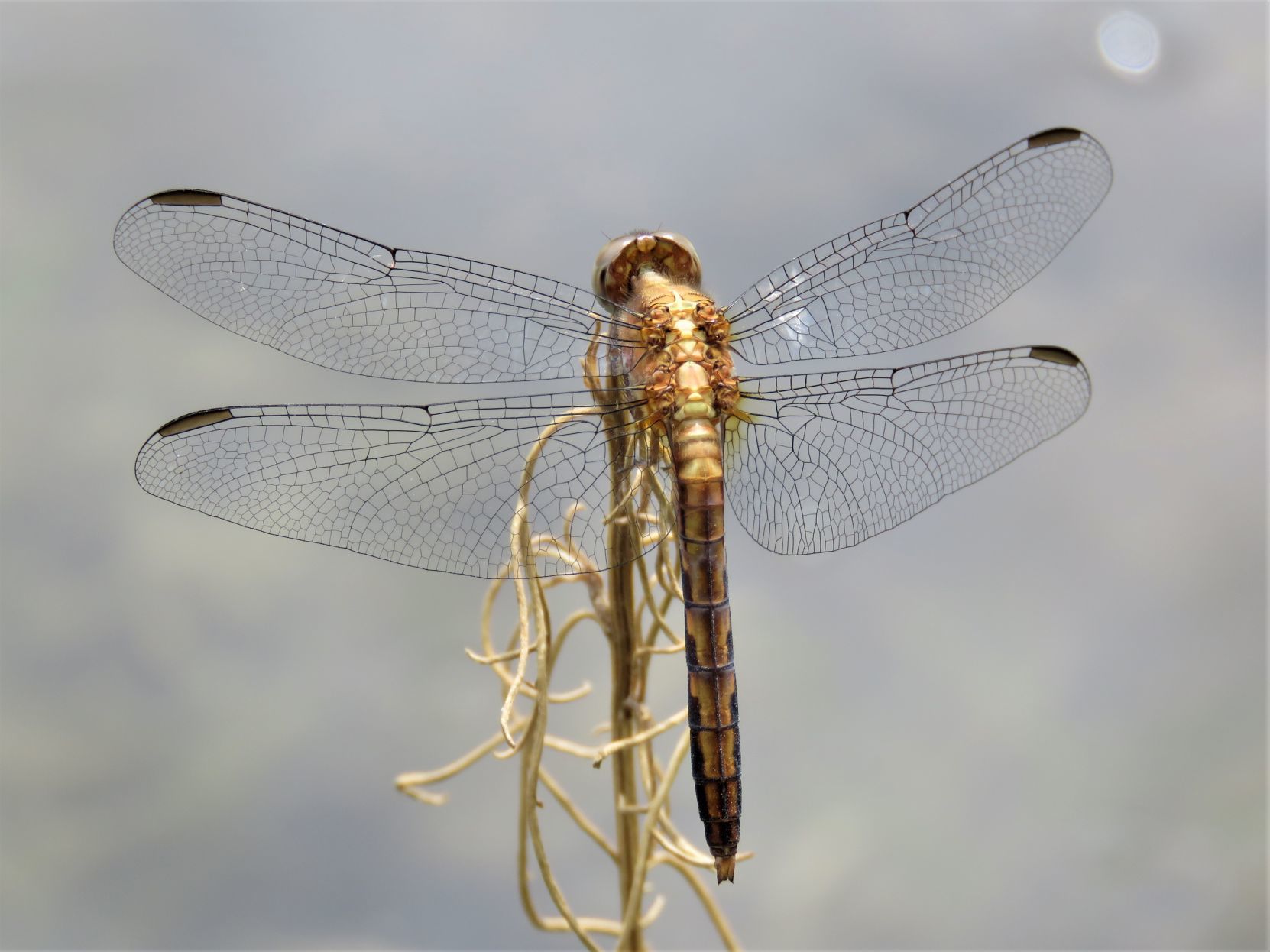 Birds dragonflies other wildlife flocked to a wetter Santa Cruz River