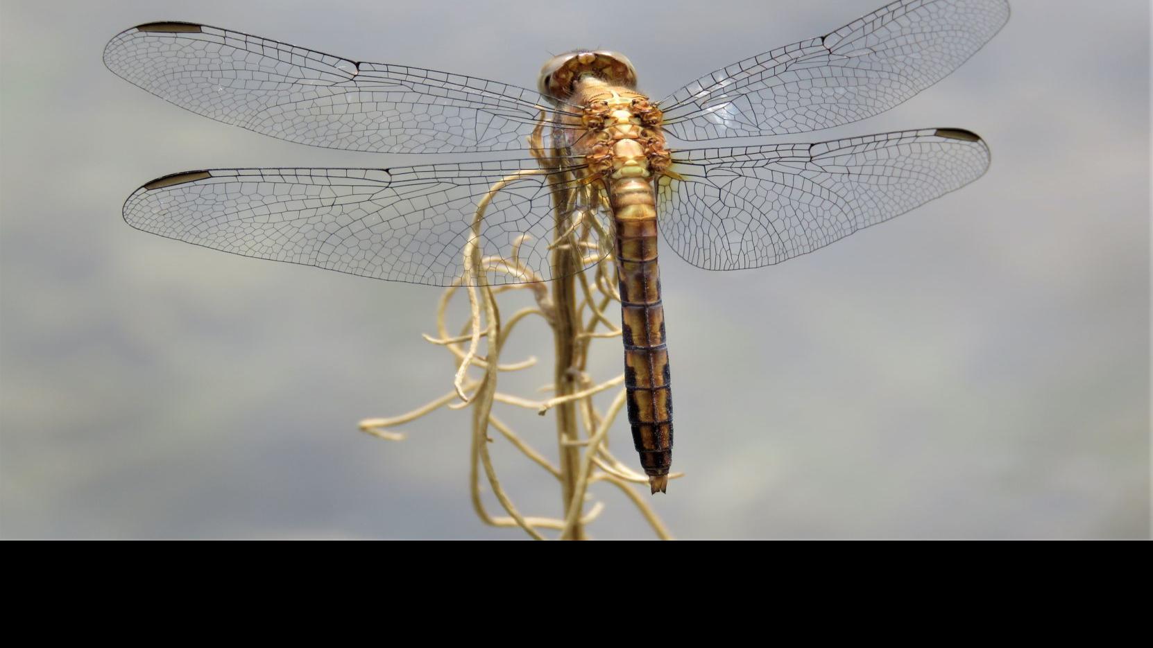 Birds Dragonflies Other Wildlife Flocked To A Wetter Santa Cruz River Local News Tucson Com Dragonfly is an electrifying supernatural thriller full of surprises that will keep you guessing and a knockout ending that will blow you away! wetter santa cruz river
