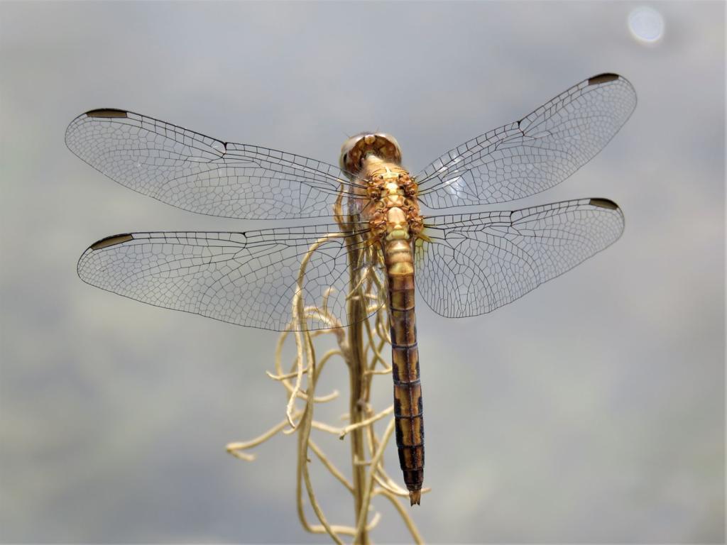Birds Dragonflies Other Wildlife Flocked To A Wetter Santa Cruz River Local News Tucson Com