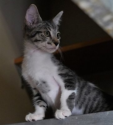 Adopt a friend: Bucky