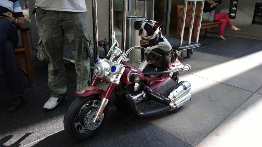 12th Annual Howling for the Hounds