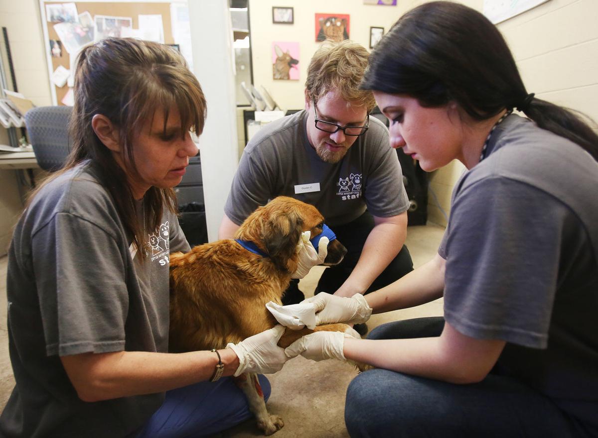 Photos Pima Animal Care Center Galleries