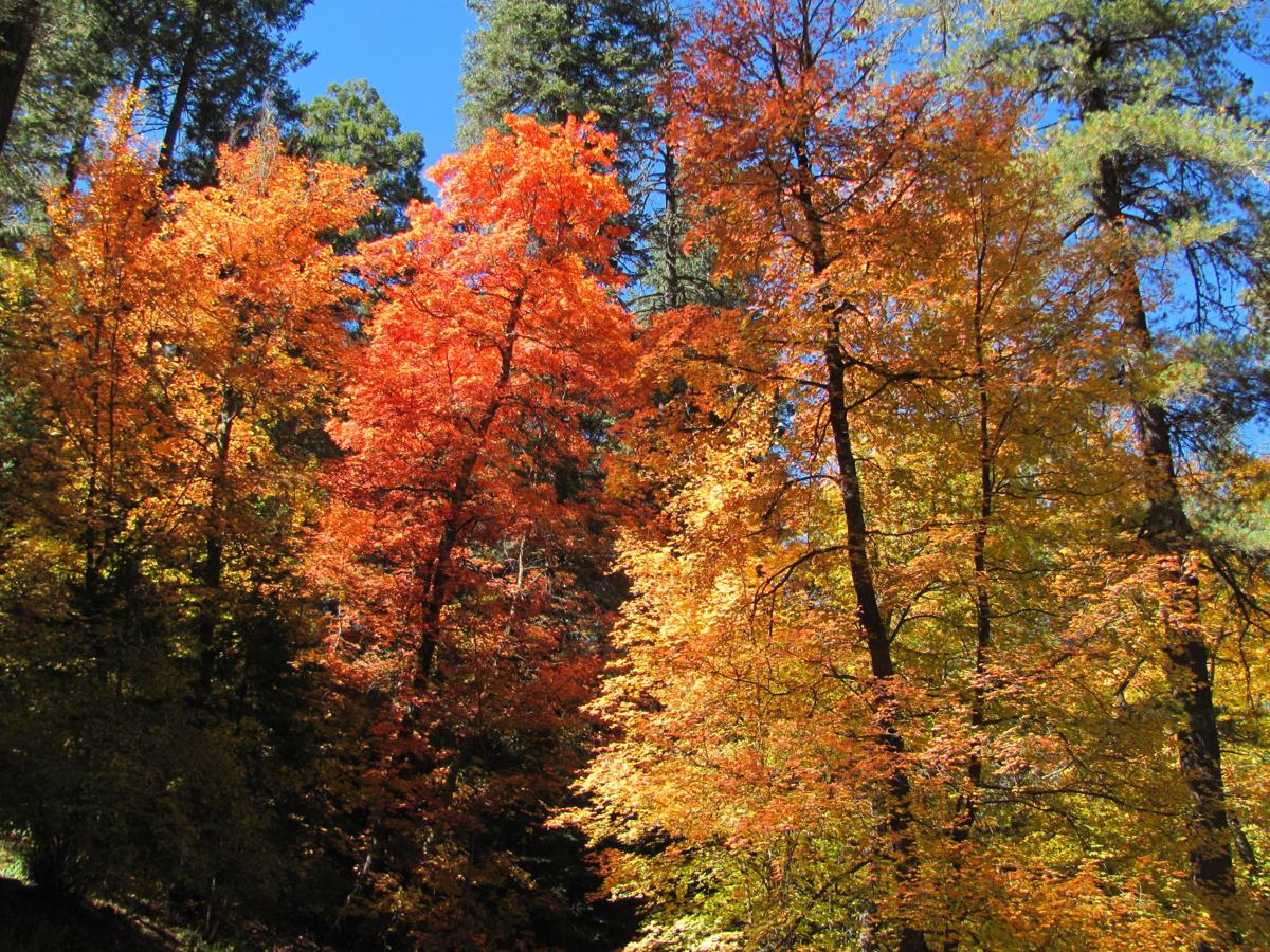 Autumn in the Catalina Mountains