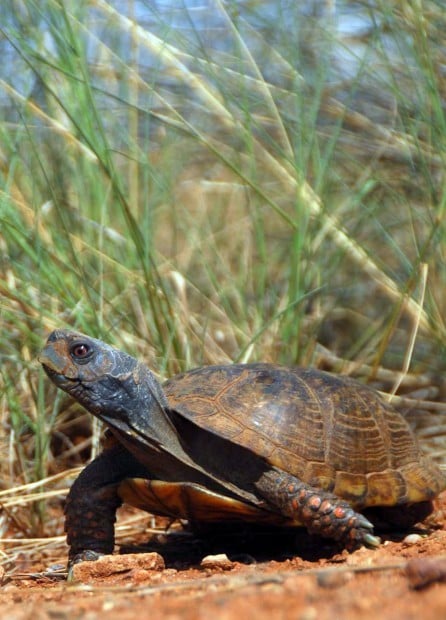 Arizona Game and Fish: Find a turtle, don’t pick it up