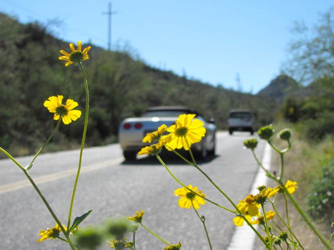 Southwest wildflowers