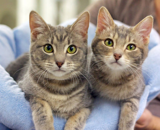 Pets for adoption