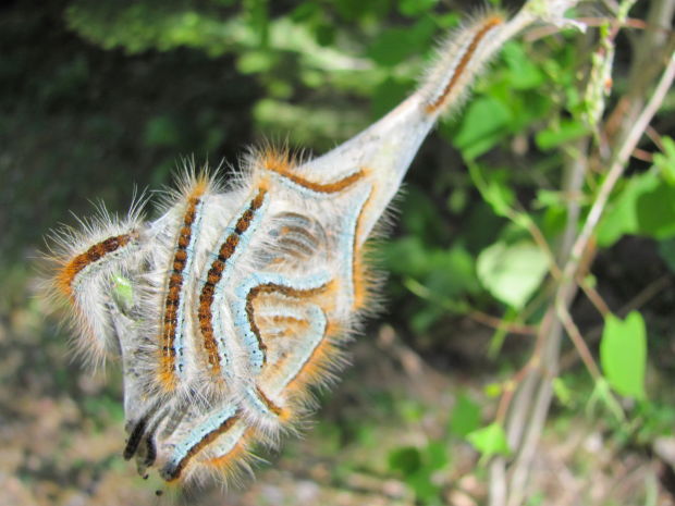 Caterpillars in Upper Sabino