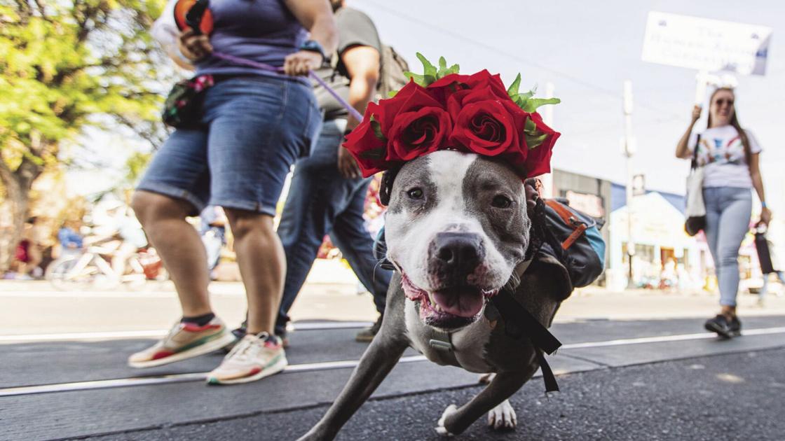 Tucson pets are hitting the street for 2nd Pets of Pima Parade