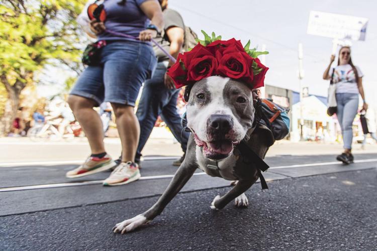 Tucson pets are hitting the street for a parade down Fourth Avenue to