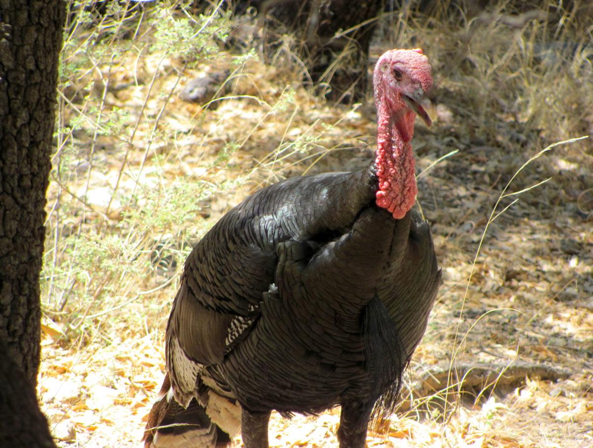 Wild turkey