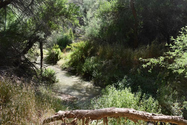 Advocates: Fast-track mine review put Arizona owl habitat at risk
