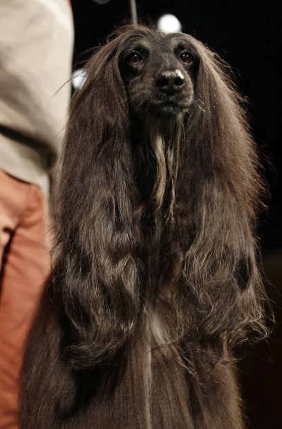 137th Annual Westminster dog show announced