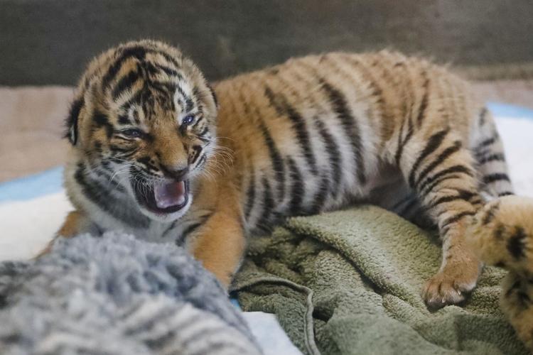 Cincinnati Zoo Tiger Cubs