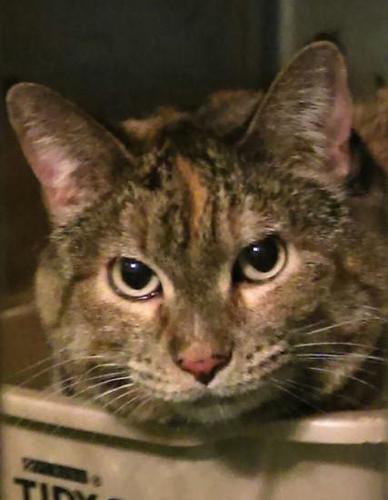 Cats are disappearing in Boise