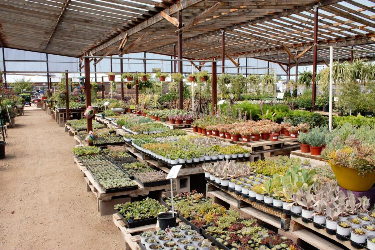 This Local Nursery Uses Fairies And Mimosas To Make You Fall In Love With Plants Tucson Life Tucson Com
