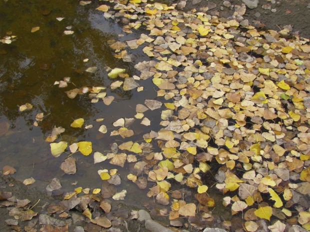 Leaves on the water