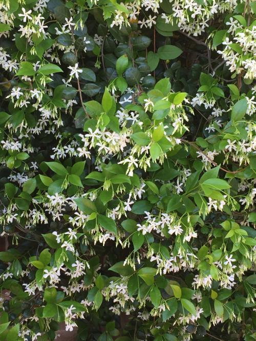 Forget cat  claw  go with star jasmine tucson com