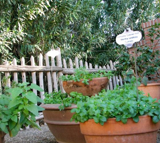 Three types of plants for the new year   