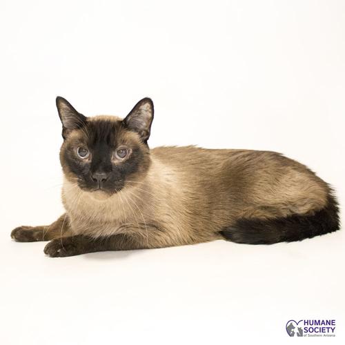 Adopt a friend: Floyd