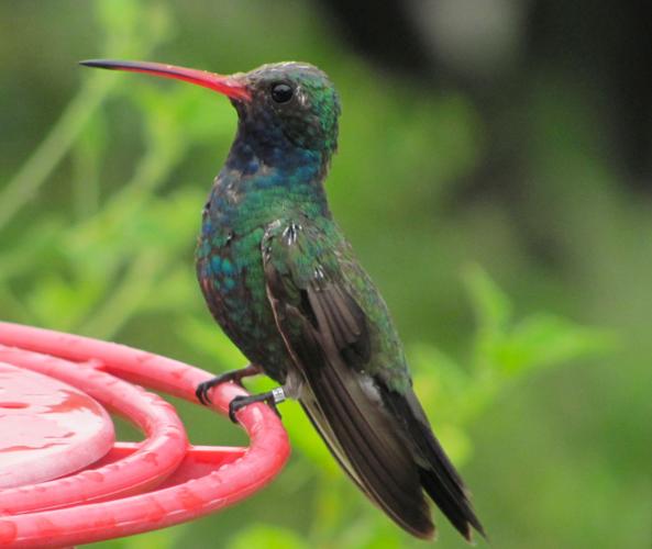 Hummingbird near feeder