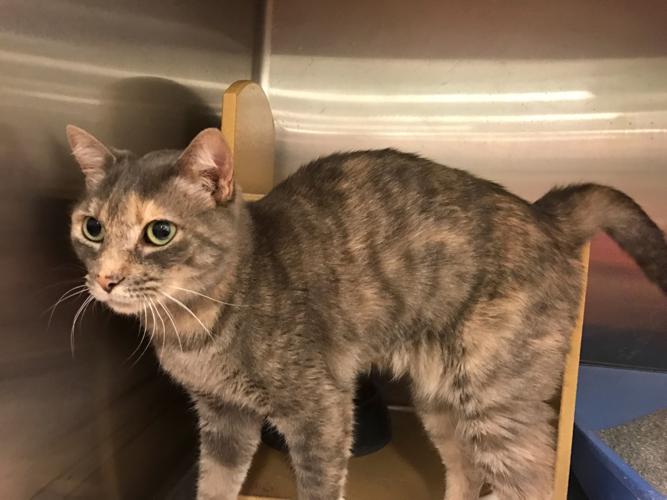 Adopt A Friend: Esme