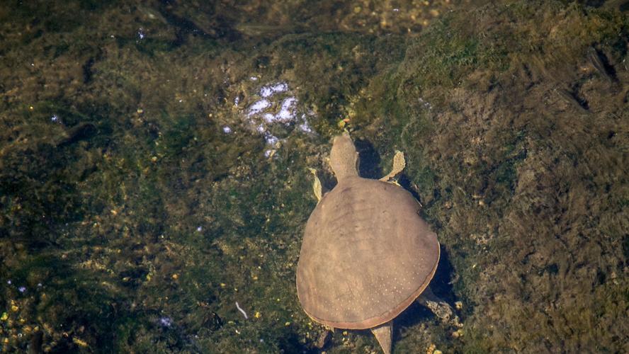 Lower Santa Cruz River