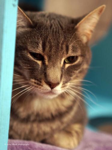 Adopt a friend: Riddle