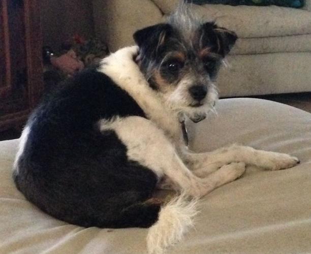 Happy National Dog Day!