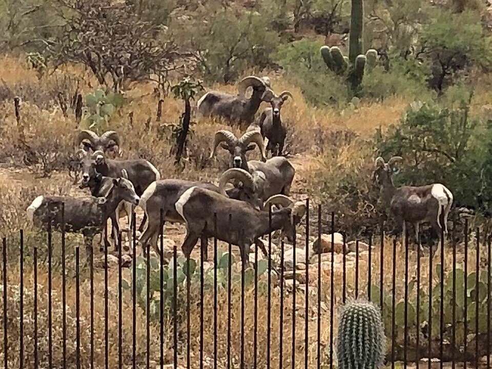 Bighorn sheep