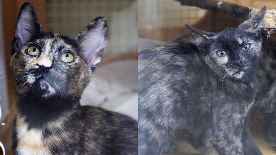 Adopt a friend: Jemison and Freese