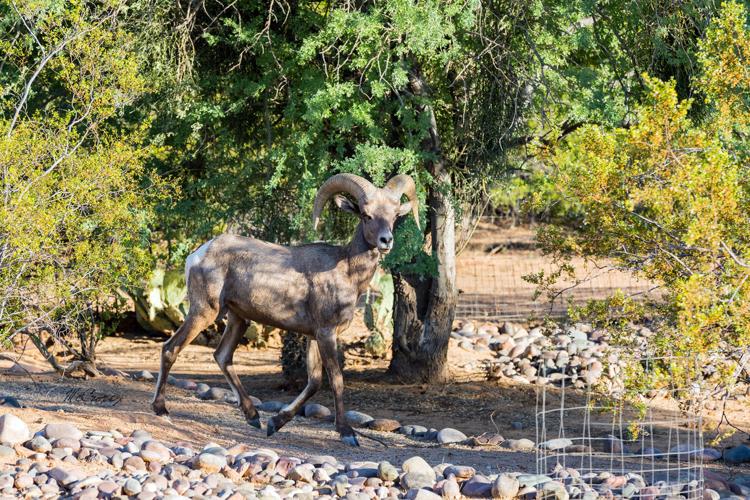 Bighorn sheep