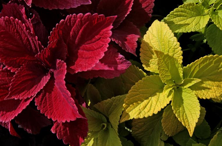 Flowering and edible plants