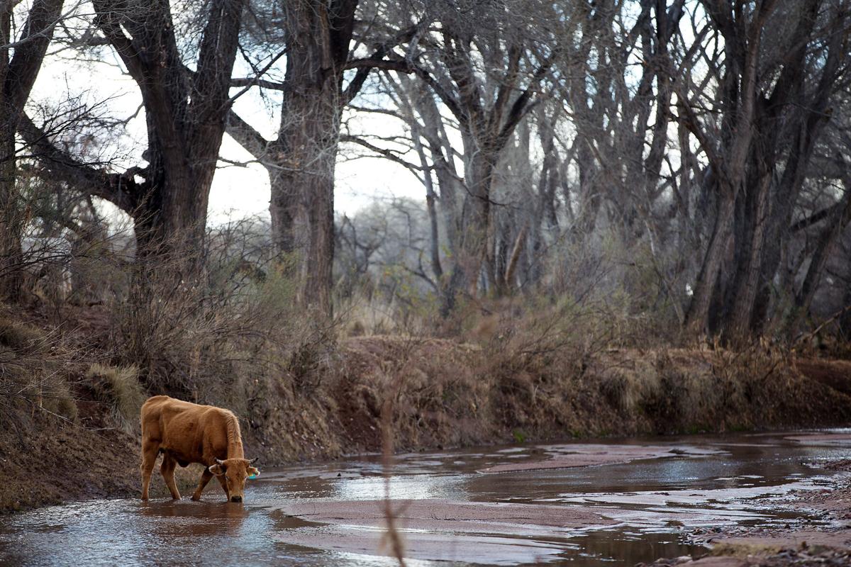 San Pedro Riparian National Conservation Area