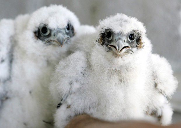 Falcon recovery in Calif. succeeds, leading feds to end rescue of some chicks