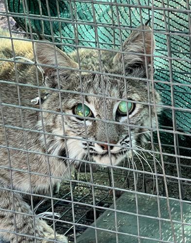 Bobcats, Tumamoc Hill, 2022