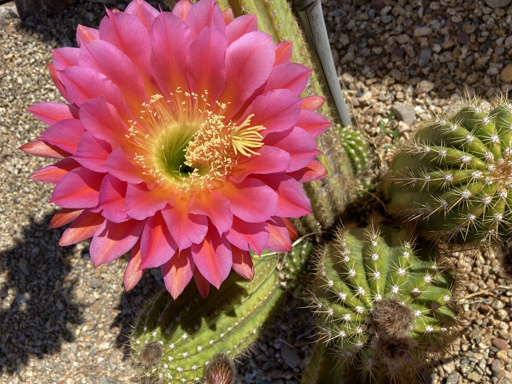 Cactus blooming store