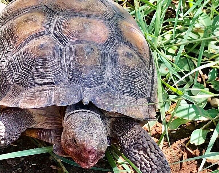 Tucson Botanical Gardens tortoise