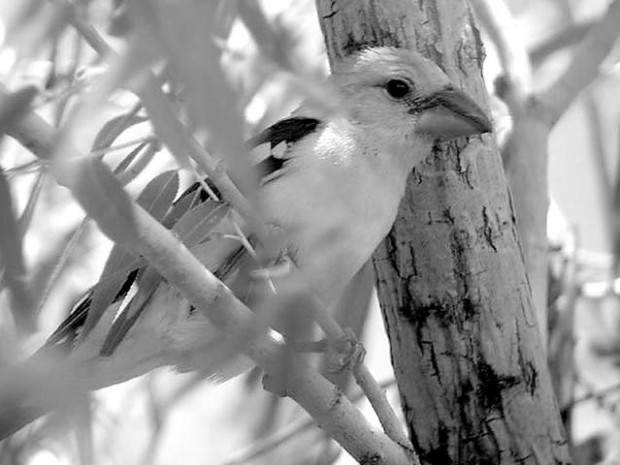 Rare bird draws a crowd at museum  