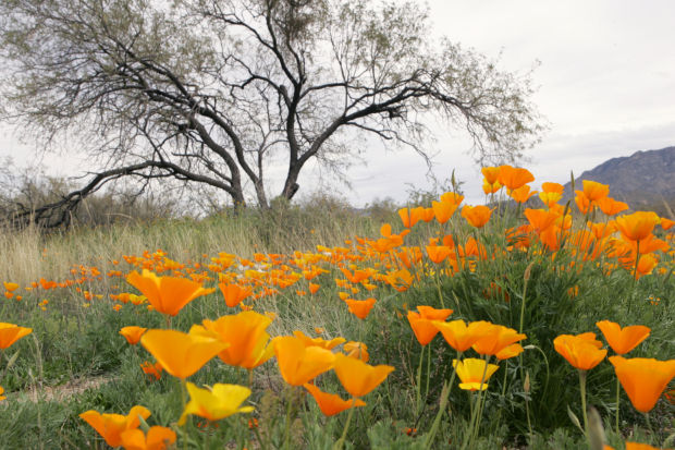 Southwest wildflowers