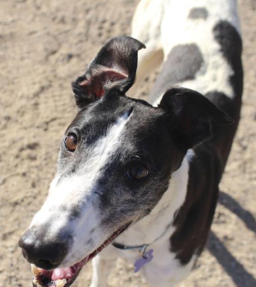 Adopt a friend - Sammy