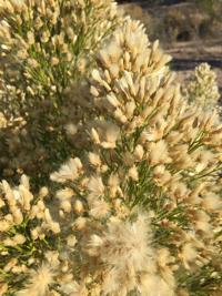 Desert Broom's beauty in the eyes of beholder