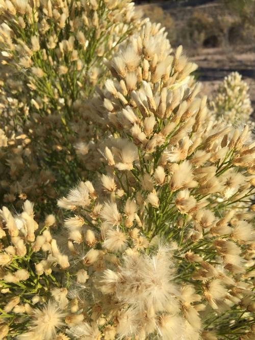 Desert Broom's beauty in the eyes of beholder