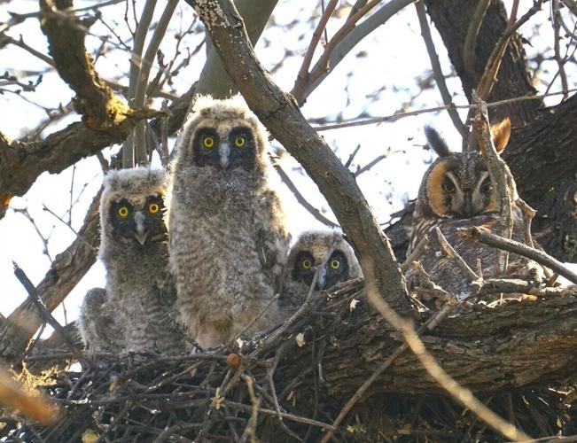 Long-eared-Owls-in-Catalina-State-Park.jpg