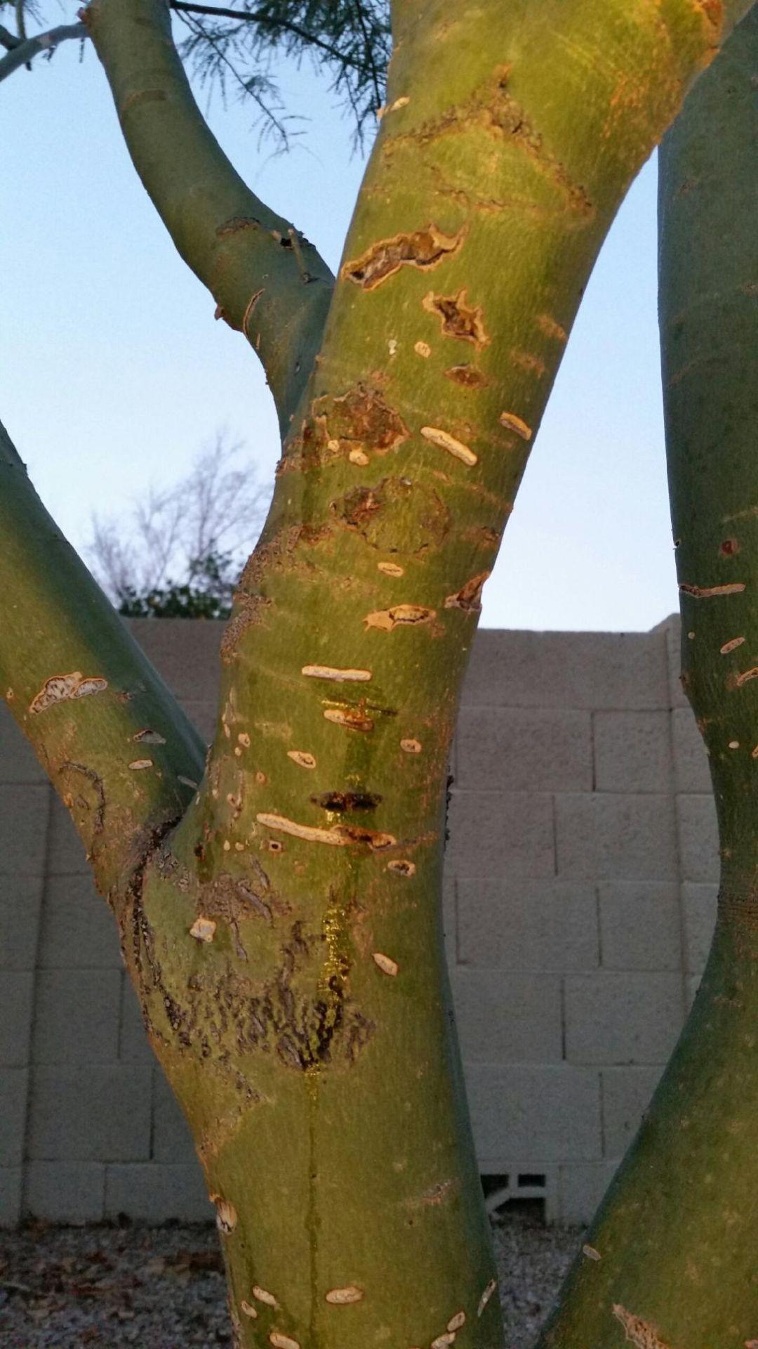 Damage to palo verde tree