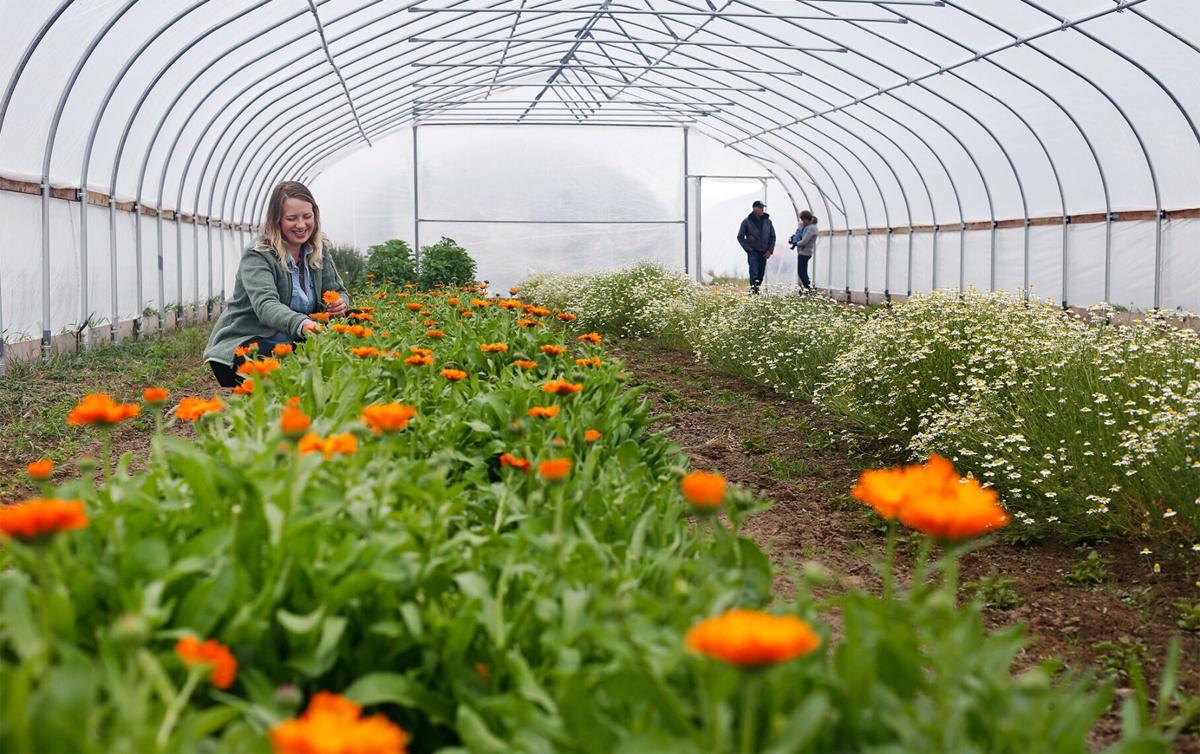 Classic to exotic: Idaho’s Purple Sage Farms grows culinary herb wonders